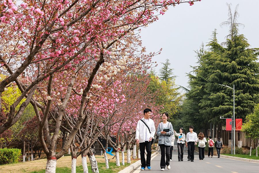 东上路樱花